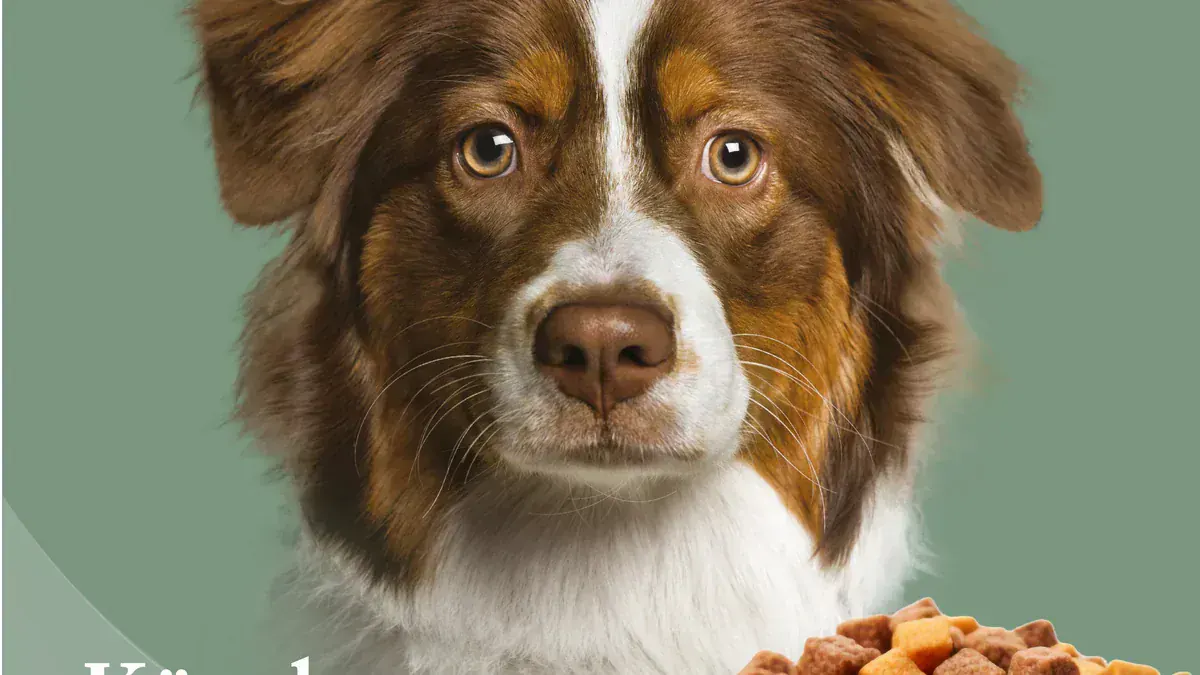 Yaşam Evresine Göre Mama Seçimi