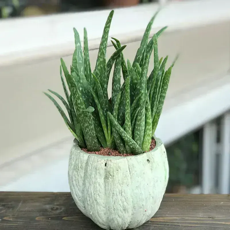 Aloe Vera (Aloe Barbadensis)