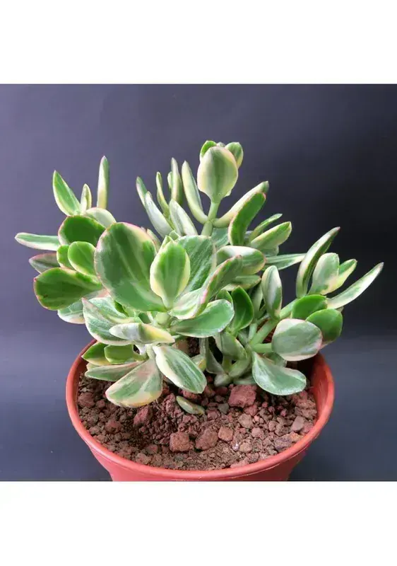 Jade Plant (Crassula Ovata / Para Ağacı)