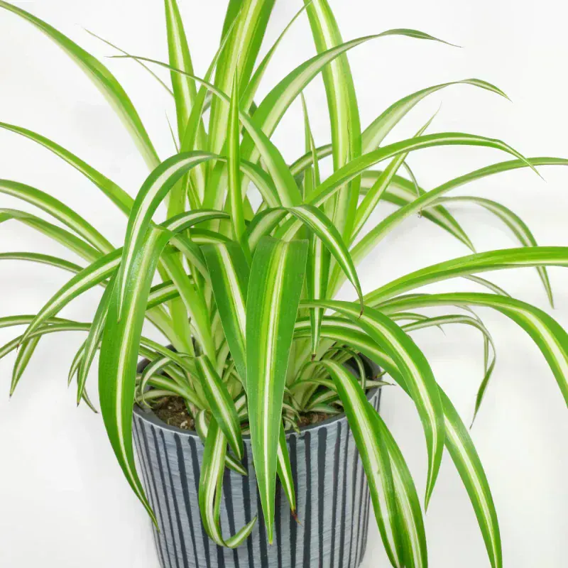 Spider Plant (Chlorophytum Comosum)