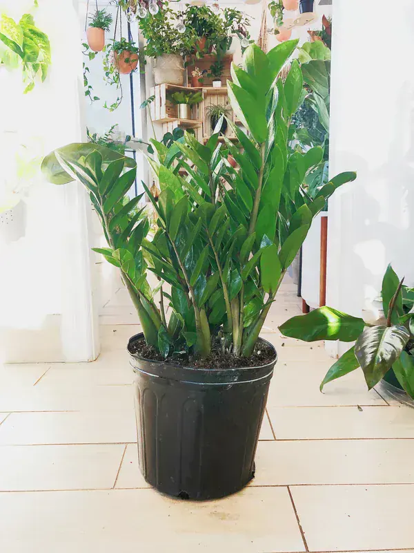 ZZ Plant (Zamioculcas Zamiifolia)