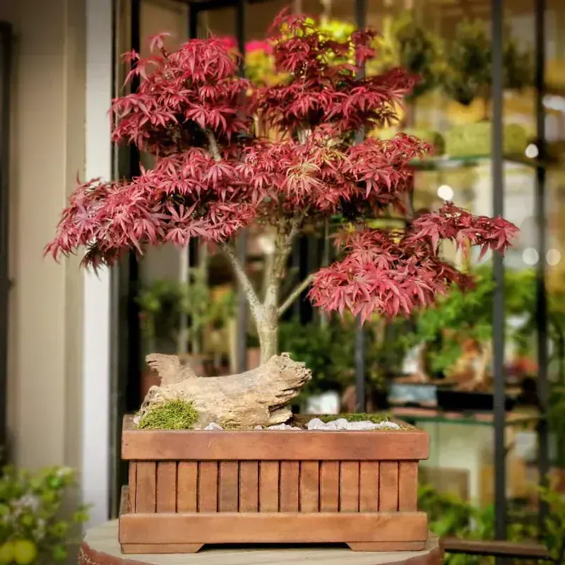Acer Palmatum (Japon Akçaağacı Bonsai)