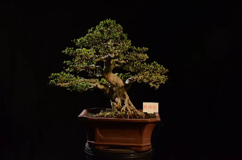Carmona Microphylla (Çay Ağacı Bonsai)