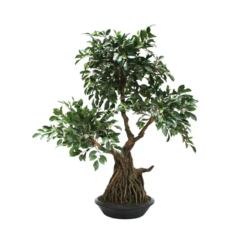 CoolConcept Mini Ficus Bonsai (Hediye Seti)