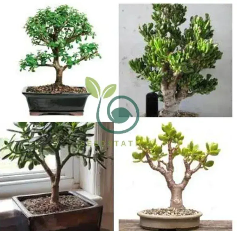 Crassula Ovata (Para Ağacı Bonsai)