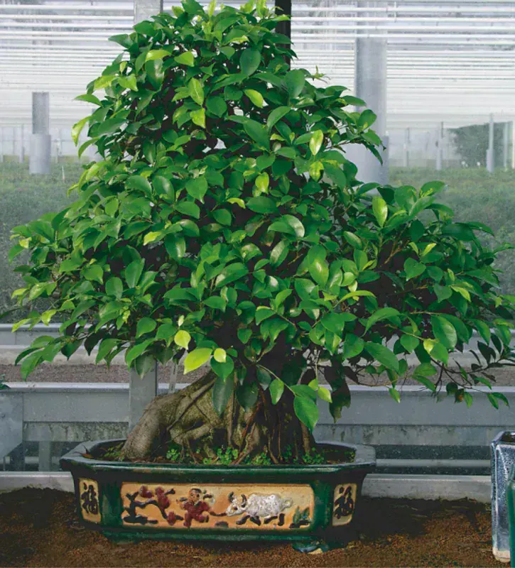Ficus Retusa (Ficus Bonsai)