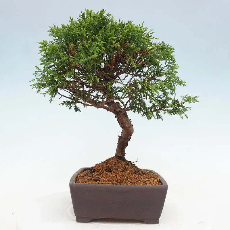 Juniperus Chinensis (Ardıç Bonsai)