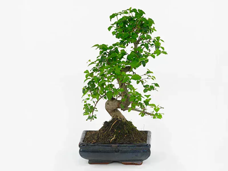 Ligustrum Sinense (Kurtbağrı Bonsai)