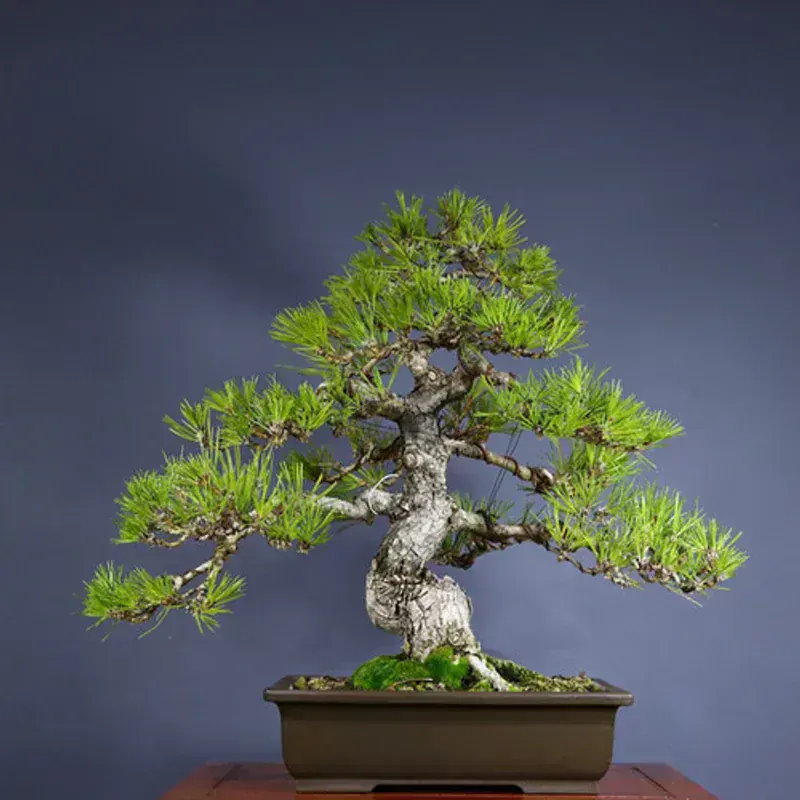Pinus Thunbergii (Japon Siyah Çam Bonsai)