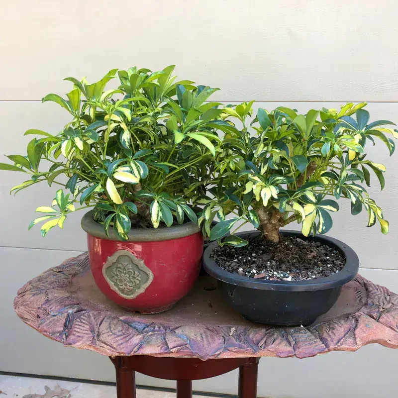 Schefflera Arboricola (Şemsiye Bonsai)