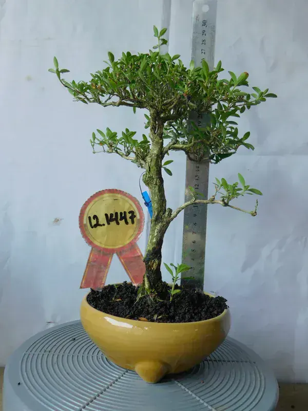 Serissa Foetida (Bin Yıldız Bonsai)
