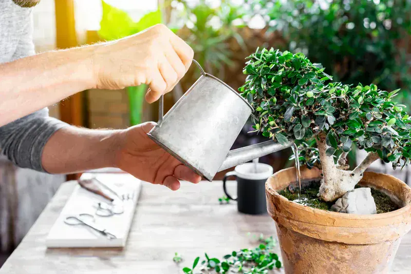 Zelkova Parvifolia (Çin Karaağaç Bonsai)