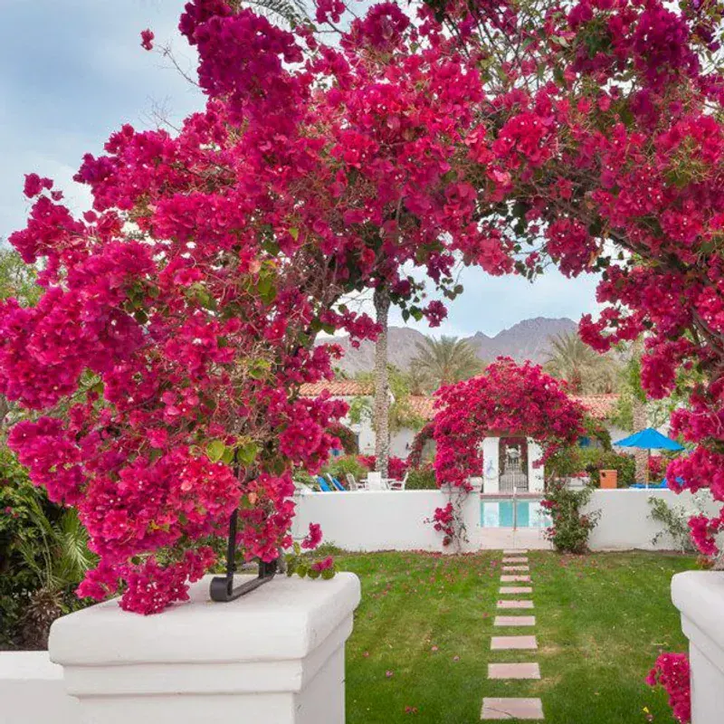 Bougainvillea (Begonvil)