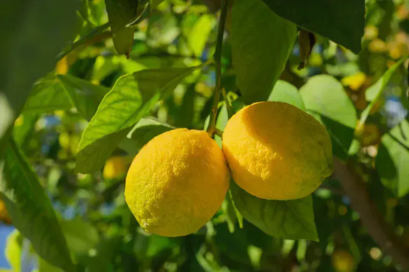Citrus Limon (Saksılı Limon Ağacı)