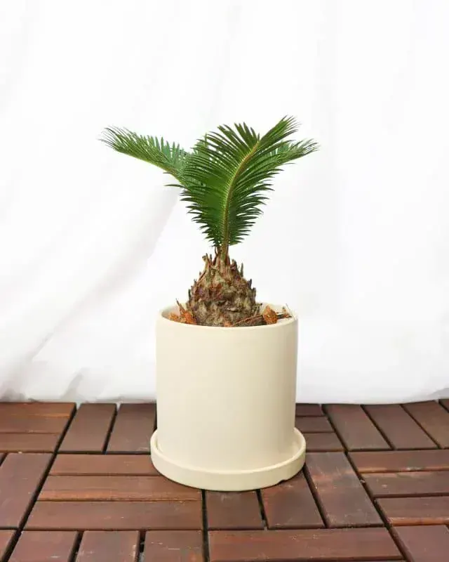 CoolConcept Cycas Revoluta (Sago Palmiyesi)