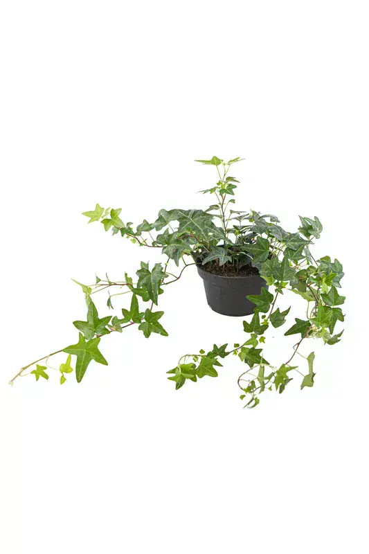 Hedera Helix (Kursunlu Sarılgan)