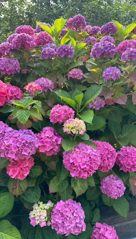 Hydrangea Macrophylla (Ortanca)