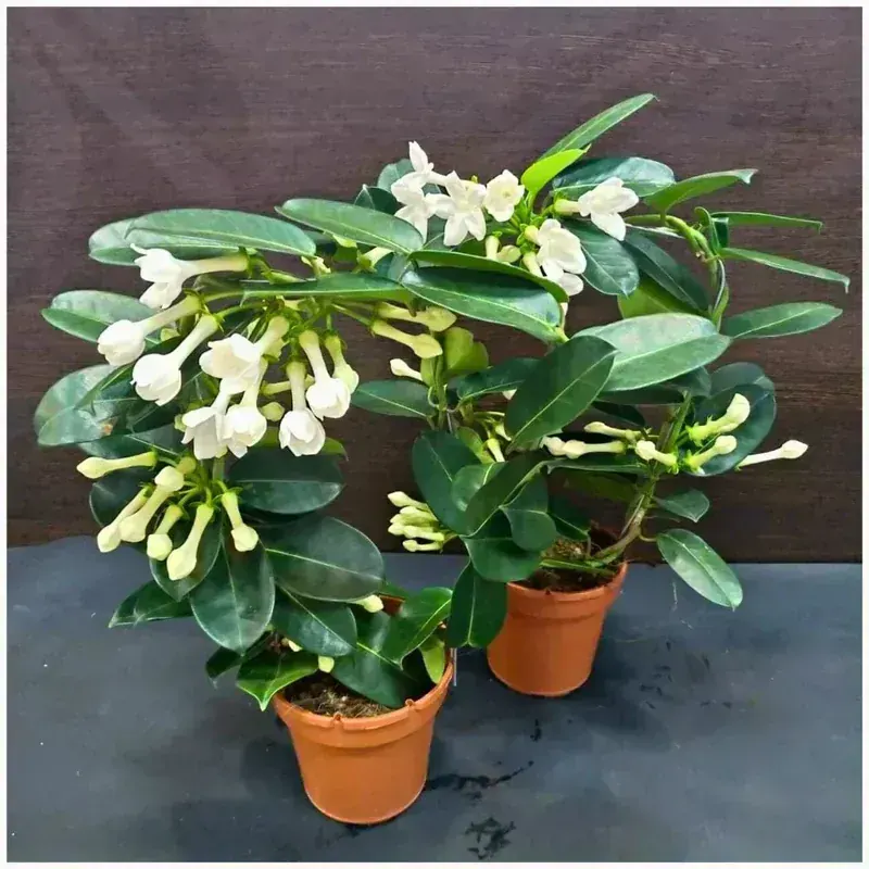 Jasminum Polyanthum (Yasemin)