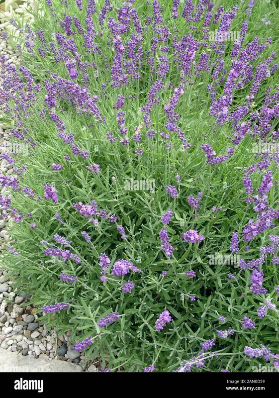 Lavandula Angustifolia Hidcote (Lavanta)