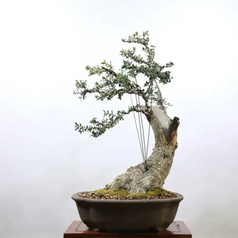 Olea Europaea (Zeytin Ağacı - Mini)