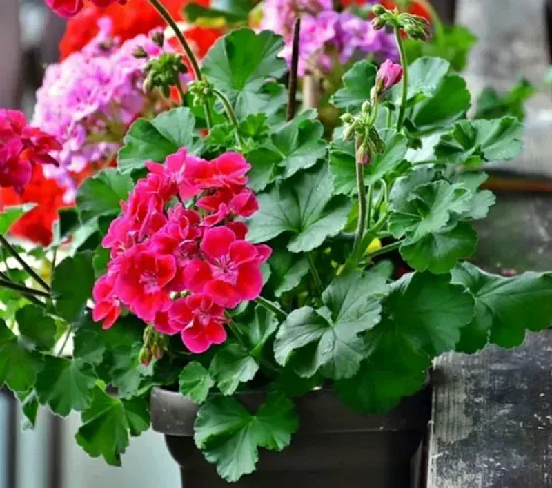 Pelargonium (Sardunya)