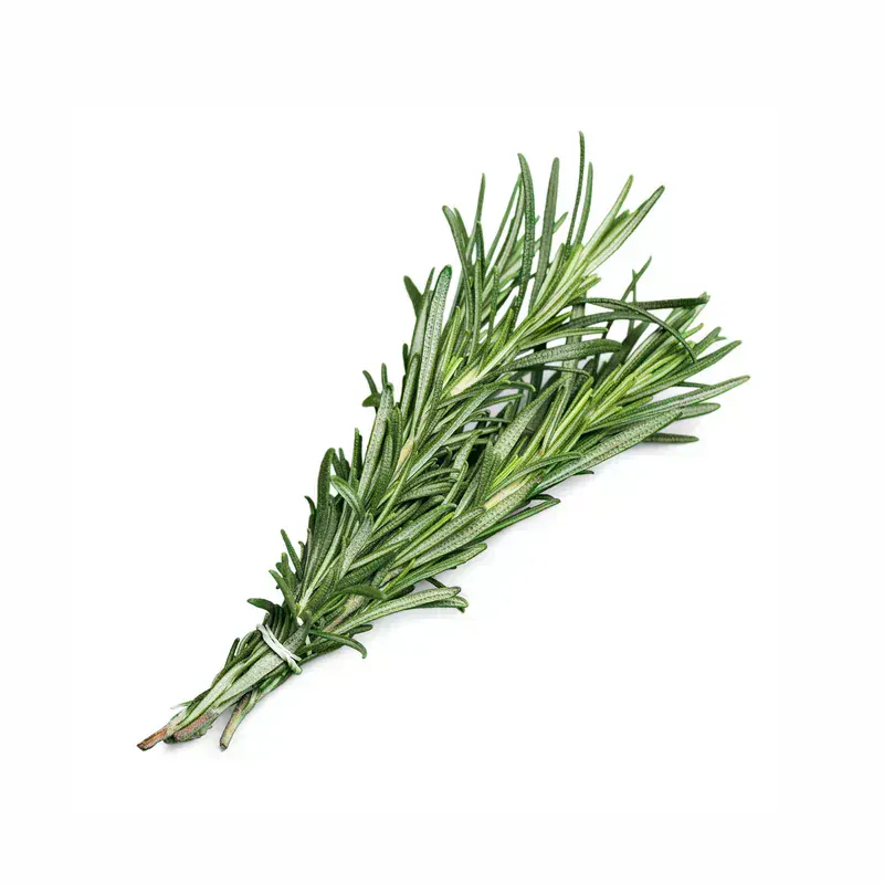 Rosmarinus Officinalis (Biberiye)