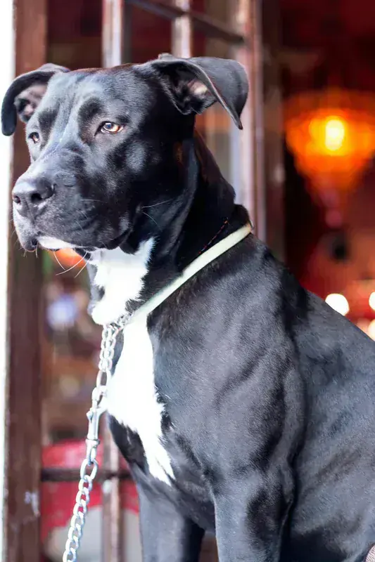 Plus Seri 10 - Evcil Hayvan Gps Tasma