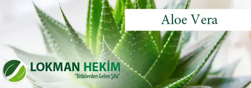Aloe Vera (Sarısabır)