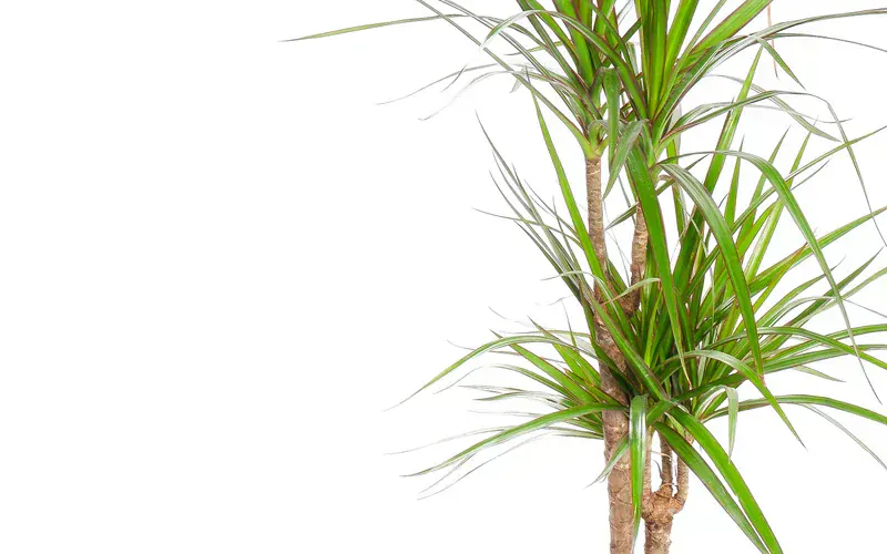 Dracaena Marginata (Ejderha Ağacı)