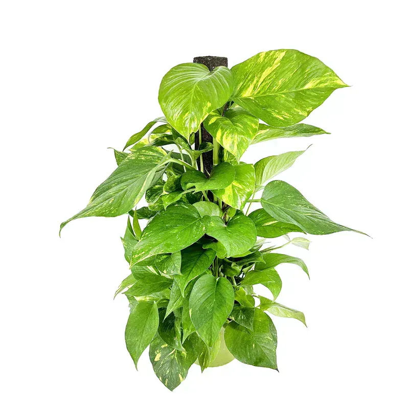 Epipremnum Aureum (Pothos)