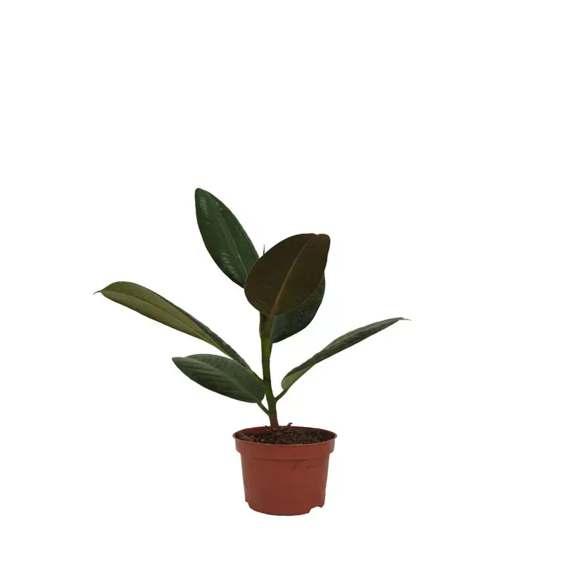 Ficus Elastica (Kauçuk Bitkisi)
