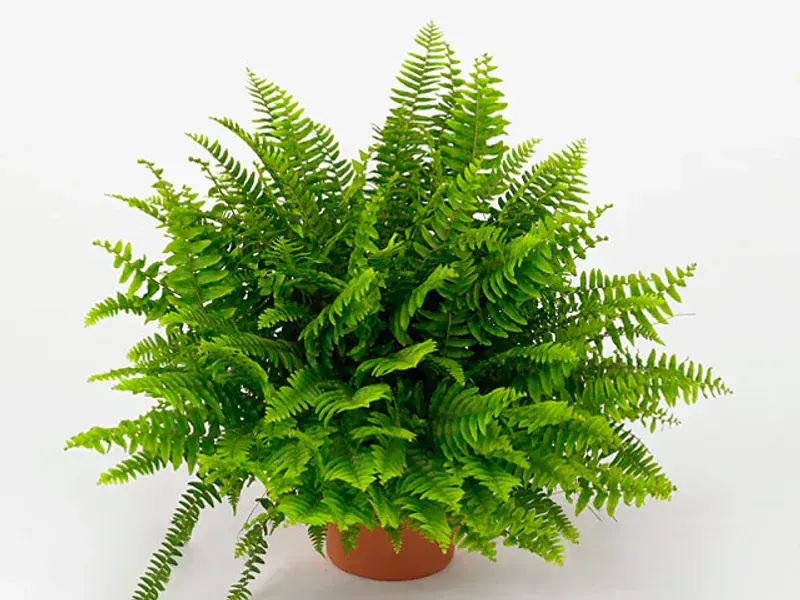 Nephrolepis Exaltata (Boston Eğreltiotu)