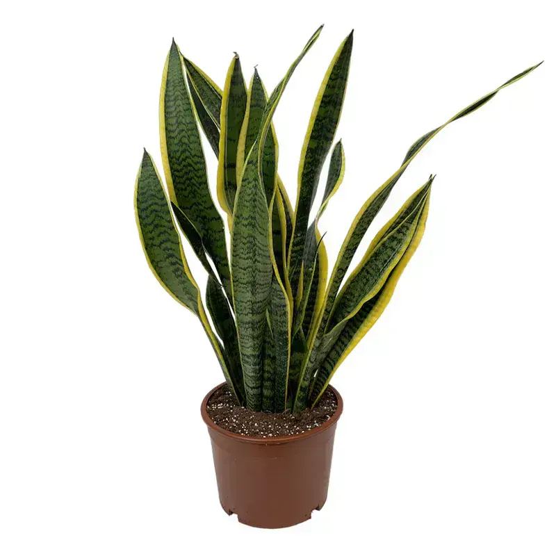 Sansevieria Trifasciata (Paşa Kılıcı)