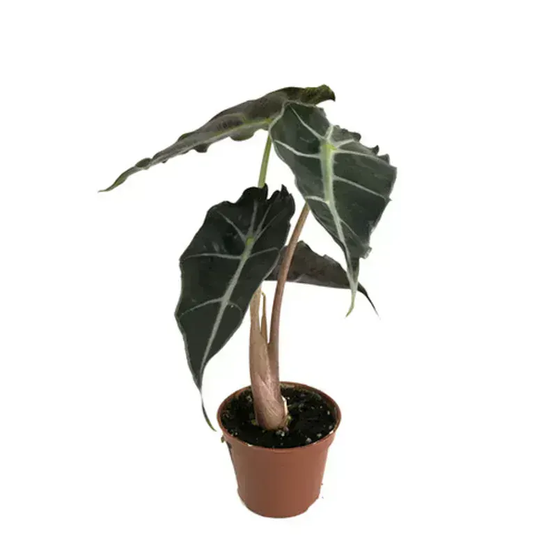 Alocasia Polly (Amazon Zambağı)