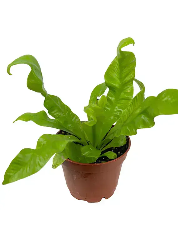 Asplenium Nidus (Kuş Yuvası Eğreltiotu)