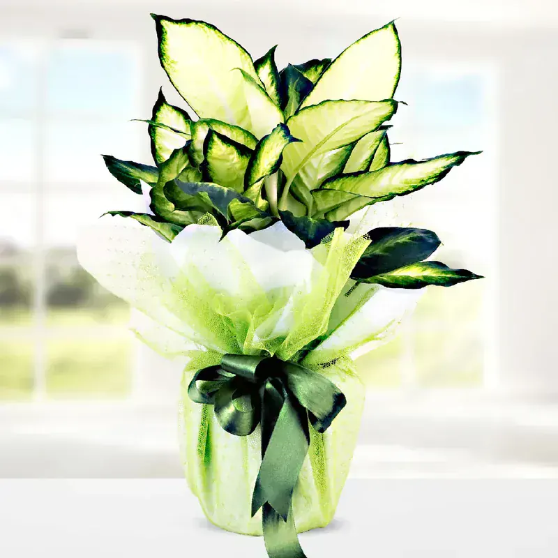 Dieffenbachia Camilla