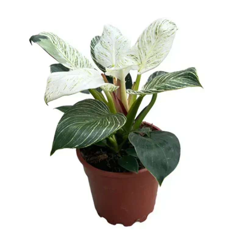 Philodendron Birkin