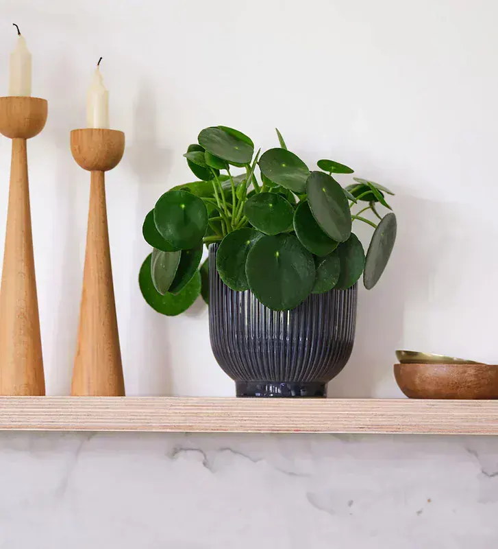 Pilea Peperomioides (Para Bitkisi)