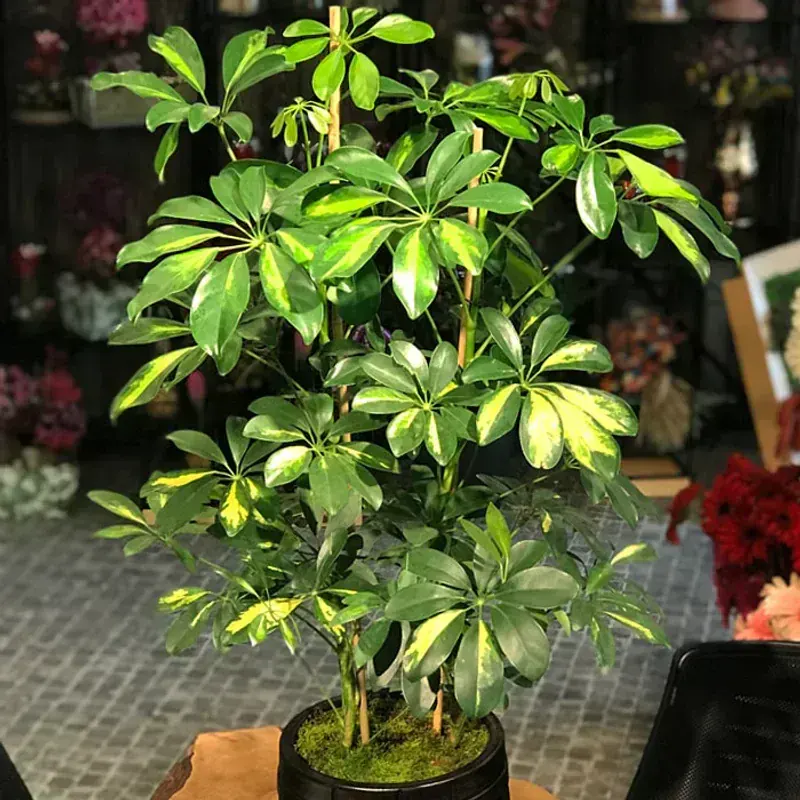 Schefflera Arboricola (Şemsiye Bitkisi)
