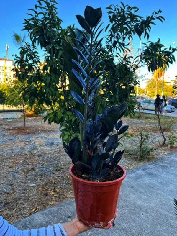 Zamioculcas Zamiifolia (ZZ Bitkisi)