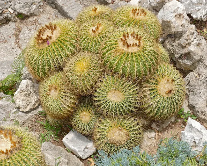 Echinocactus Grusonii (Kayınvalide Koltuğu)