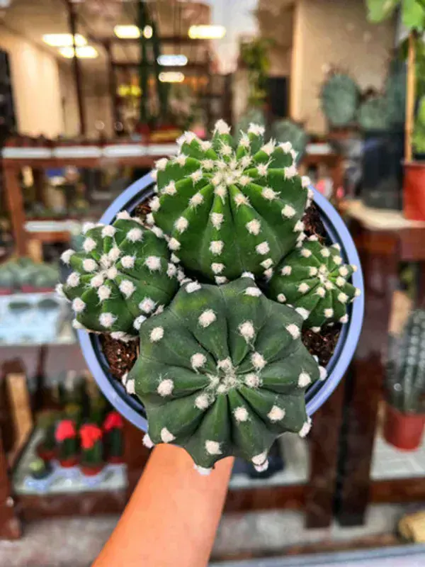 Echinopsis Subdenudata (Paskalya Kaktüsü)