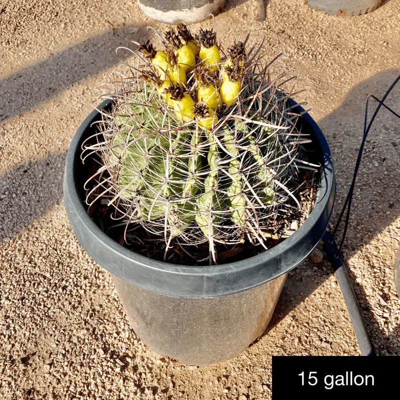 Ferocactus Wislizeni (Fıçı Kaktüsü)