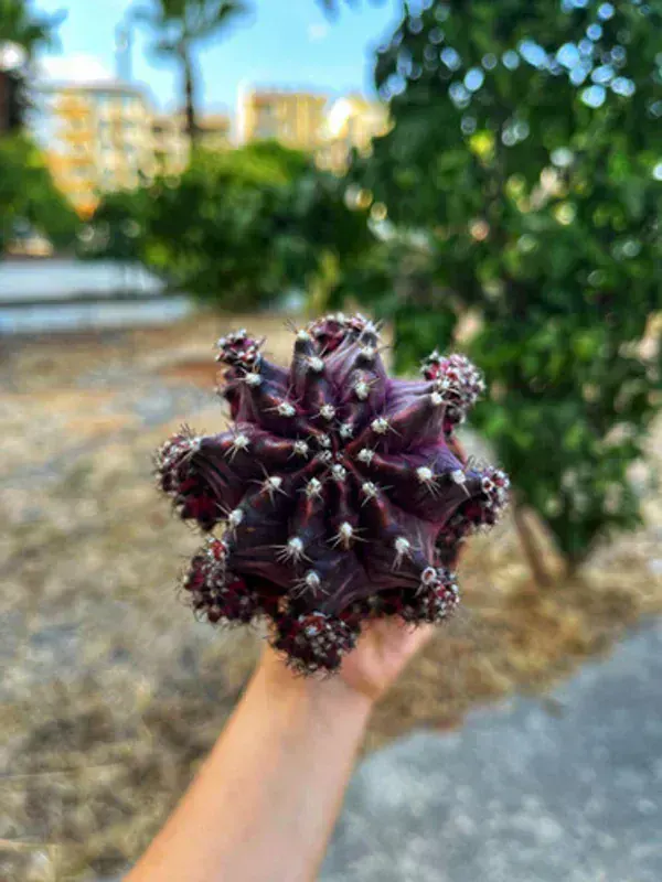 Gymnocalycium Mihanovichii (Aşılı Renkli Kaktüs)