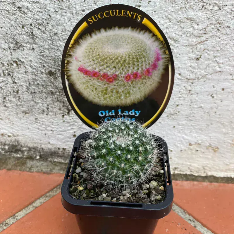 Mammillaria Hahniana (Yaşlı Kadın Kaktüsü)