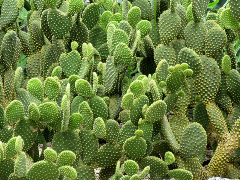 Opuntia Microdasys (Tavşan Kulağı)