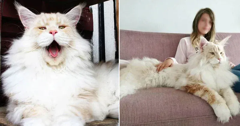 Petrebels Maine Coon Kedi Kulesi