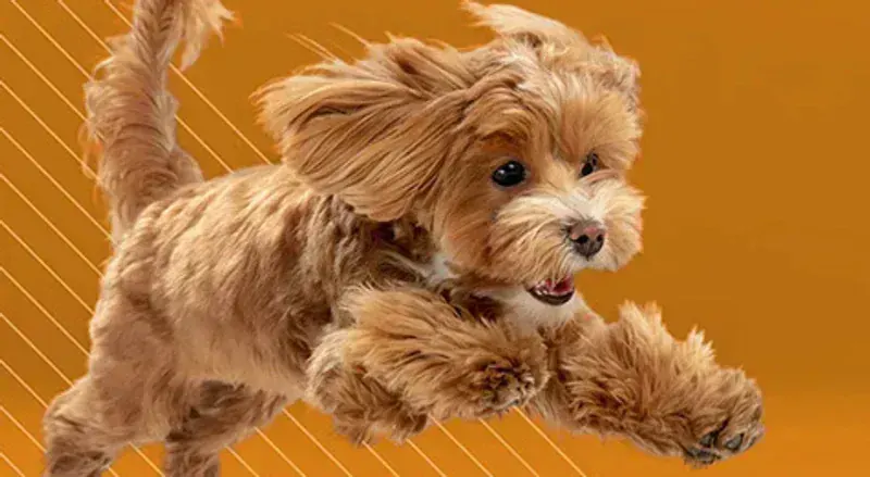 Petbiotics Eklem Plus