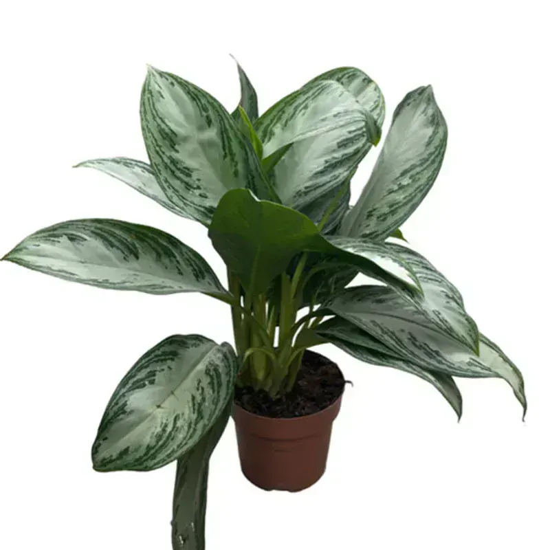 Aglaonema Silver Bay