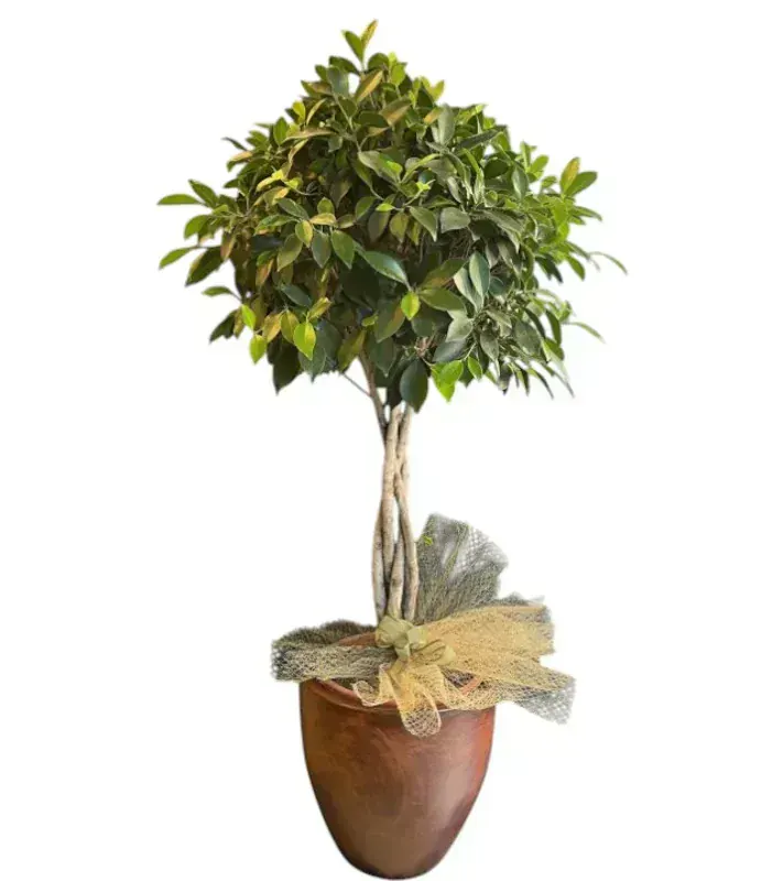 CoolConcept ZZ Bitkisi Ofis Seti